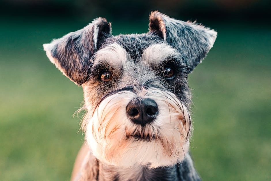 Hundestandards bei Raddampfungen üben