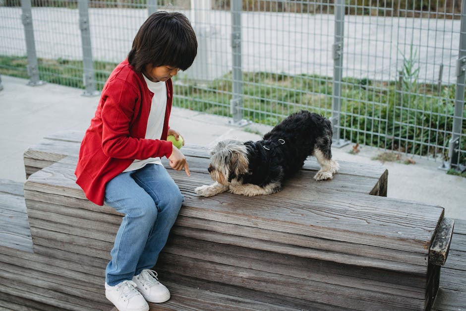  mit dem Hund Zug fahren?