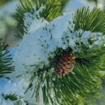 Fahren mit Schneeketten Geschwindigkeit