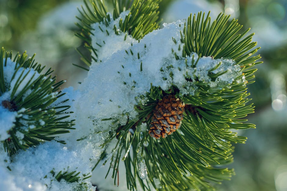 Fahren mit Schneeketten Geschwindigkeit