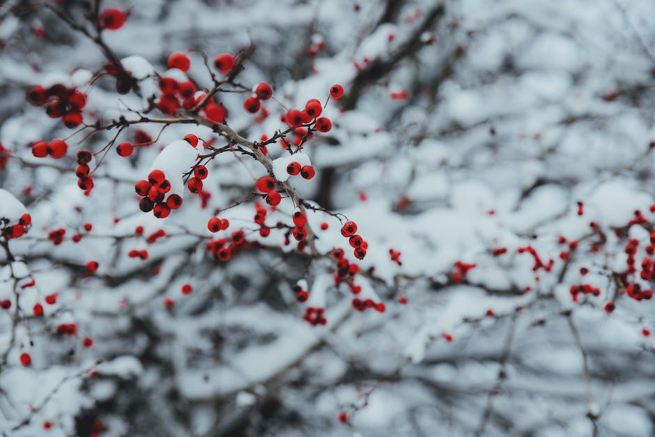 Schneekettengeschwindigkeit