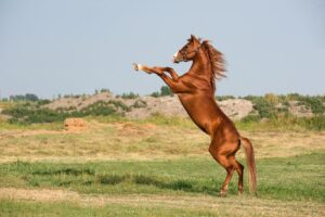 Maximalgeschwindigkeit für Pferdeanhänger