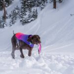 Schneekettenfahrtgeschwindigkeiten